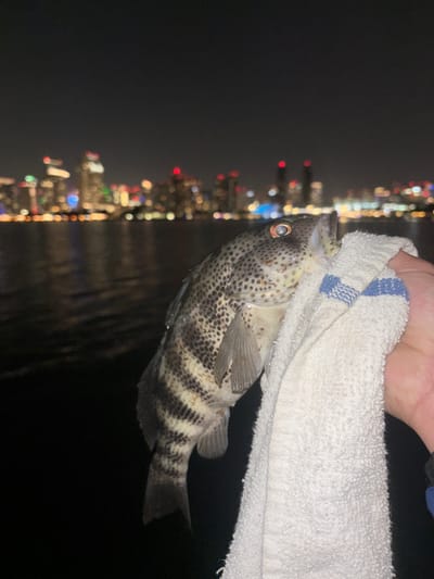 A close-up, night-time, eye-level shot shows a fisherman's hand holding a white towel with blue stripes, which cradles a caught fish. The fish, which appears to be a kelp bass, is positioned from the mid-body to the tail, with its head obscured by the towel. The fish has distinct dark brown or black spots and faint vertical stripes on its body. Its eye, visible on the left side, is light-colored with a dark pupil. The background is dark water, with a blurred, distant city skyline illuminated by numerous lights. The lights suggest the location is across the water from a major urban area, and the presence of a bay and city skyline points to a location like Coronado, California, looking towards San Diego.