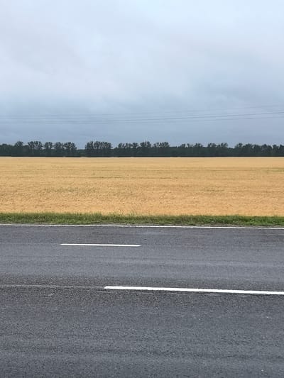 A low-angle, full-shot photograph captures a dreary, overcast day in Дубненскі сельскі Савет, Belarus. In the foreground, a dark asphalt road with white lane markings stretches horizontally across the frame. The road surface appears wet, reflecting the dim light. Beyond the road, a wide expanse of a golden-yellow field, likely ripe wheat or barley, dominates the middle ground. A thin strip of green grass separates the field from the road. A dark line of trees forms a dense forest on the horizon, meeting a hazy, light gray sky. Three thin, dark horizontal lines, possibly power lines, are visible against the sky, stretching from left to right. No people or vehicles are present in the scene.