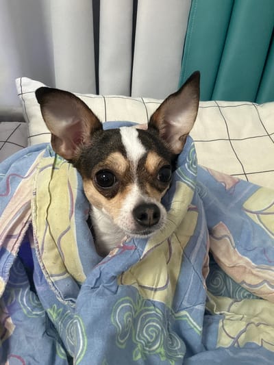 A chihuahua mix dog is wrapped in a blue and yellow patterned blanket on a bed. The dog has large ears, dark eyes, and a black nose. It is looking directly at the camera. The background shows pillows and curtains. There is no discernible information about the location in the city of Mirny, Russia.