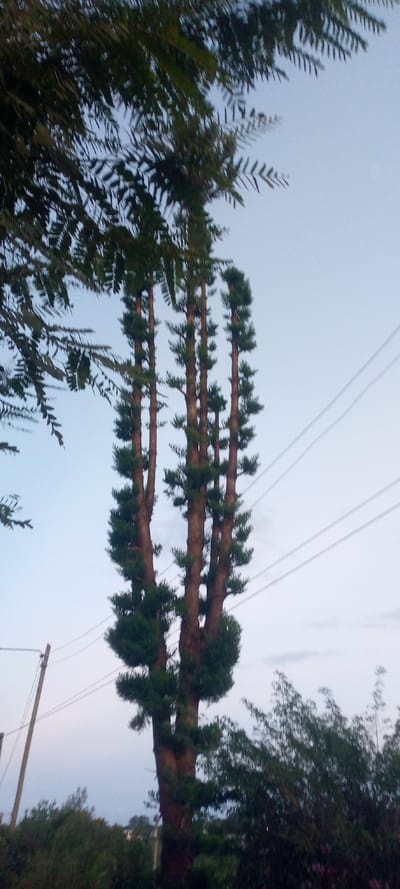 A tall, evergreen tree with multiple trunks stands against a blue-grey sky. Distinct tiers of green foliage extend from the trunks at regular intervals. Above, branches with small, delicate leaves partially obscure the top left of the frame. To the right of the tree, three power lines stretch across the sky. In the foreground, a mix of green shrubs and trees line the bottom of the image. A utility pole is visible on the left side.