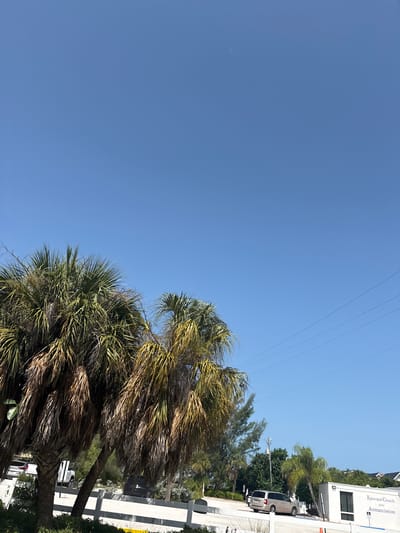 In Holmes Beach, Florida, a daytime scene captures a clear blue sky with a faint crescent moon visible. Palm trees with varying shades of green and dry fronds dominate the foreground, with their trunks partially obscured by foliage. A white fence runs horizontally across the lower portion of the image, separating the viewer from a paved area.
Beyond the fence, a light-colored minivan is parked in front of a modern, white building with a dark-framed window. A sign on the building reads "Episcopal Church of the Annunciation." Two handicap parking signs are visible near the minivan. In the background, several other vehicles, including a white SUV, are partially visible behind the palm trees. Additional trees and some buildings with red roofs are also present in the distance. Power lines are strung across the sky.