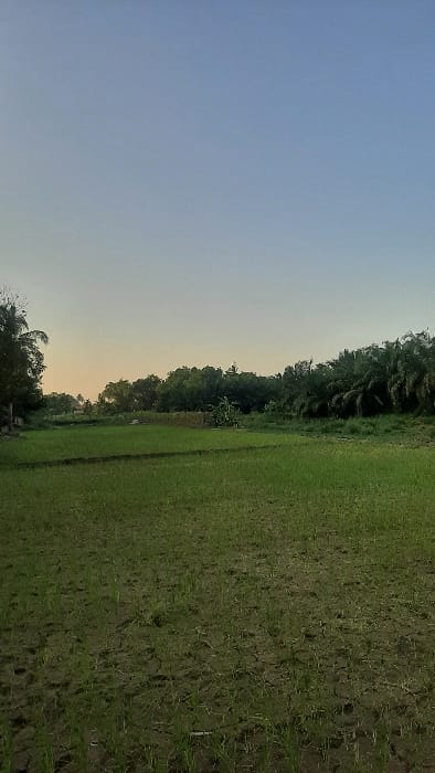 The image displays an expansive agricultural field in Cempeudak, Indonesia, under a clear sky. The sky transitions from a light blue at the zenith to a pale orange-yellow hue near the horizon, suggesting either dawn or dusk. The foreground and midground are dominated by dark, tilled earth with numerous young, vibrant green seedlings, consistent with rice cultivation, arranged in discernible rows or patches. The soil exhibits some cracking in areas. A dense, verdant line of various trees and vegetation forms the background, acting as a natural boundary. Among this foliage, several palm trees are distinctly visible on the right side of the frame. No individuals, animals, or man-made structures are present within the scene. The lighting is soft and ambient.