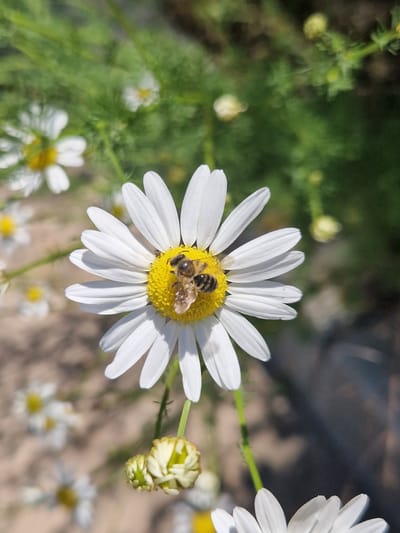 In Pancharevo, Bulgaria, a close-up shot focuses on a daisy with two bees on its yellow center. The daisy's white petals are prominent, and the bees appear to be collecting pollen. The background is blurred, showing more daisies and green foliage, suggesting an outdoor, natural setting. The lighting indicates it is daytime, likely sunny.