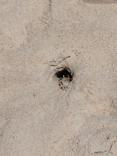 A small crab is emerging from a hole in the sand. The crab has light-colored claws and legs. The sand is a light tan color and appears dry. There are some small indentations and textures on the surface of the sand. The image is taken from a close-up perspective, focusing on the crab and its immediate surroundings. The location is Thuận An Ward, Vietnam.