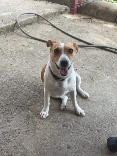 A white and tan dog with a black collar is lying on its back on a rough concrete surface, looking up at the camera with its tongue out and panting. The dog's eyes are wide and its ears are perked. The background shows a textured concrete wall and a coiled gray hose. The lighting suggests it is daytime, and the scene appears to be outdoors in a yard or patio area. The overall impression is one of a happy and playful dog enjoying the moment. There is no visible text in the image.
