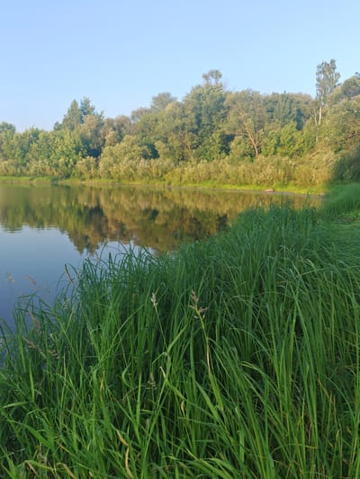 This media file captures a serene natural landscape, likely a lake or riverbank, on a clear day, possibly in the early morning or late afternoon given the soft lighting. The foreground is dominated by lush, tall green grass, some blades showing hints of yellow and brown, suggesting it's late summer or early autumn. The grass sways gently, creating a sense of movement and natural beauty.
Beyond the grass, a calm body of water reflects the verdant trees and the pale blue sky. The reflection is clear, indicating still water. The trees form a dense, natural backdrop, a mix of various shades of green, suggesting a diverse forest or woodland. The lighting on the trees indicates sunlight filtering through, casting a warm glow. The overall setting is tranquil and peaceful, evoking a sense of calm and natural immersion.
There are no visible people or man-made objects in the scene. The focus is purely on the natural environment. The location cues, such as the types of trees and the overall flora, along with the provided context of Mahilyow, Belarus, suggest a riparian or lakeside environment typical of Eastern Europe. The clear sky and gentle lighting contribute to a feeling of peacefulness and quietude. There is no visible text in the image.