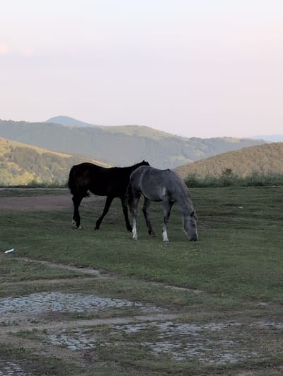 A black horse and a gray horse are grazing in a grassy field. The black horse is to the left and facing away from the camera. The gray horse is to the right and facing towards the camera while grazing. In the background, there are rolling hills covered in trees. The sky is a pale blue with a few wispy clouds. The location appears to be a natural landscape, possibly a park or a rural area. There is a cobblestone path in the foreground.