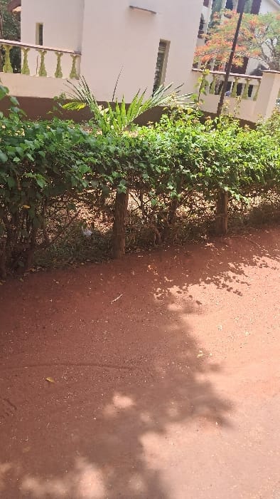 The image displays an outdoor scene in Waa Ngombeni ward, Kenya, under direct sunlight, indicated by pronounced shadows. The foreground consists of reddish-brown dirt or sandy ground with scattered fine debris and a faint linear impression. Leafy shadows are cast across the right portion of the ground. The mid-ground is dominated by a dense, manicured green hedge, approximately waist-height, with two visible wooden support posts embedded within it. Behind the hedge, a light-colored, possibly off-white, multi-story building is visible, featuring rectangular windows and a balcony with a light-colored balustrade. A single plant with prominent green leaves protrudes above the hedge near the building. To the right, a dark vertical pole extends upwards in front of a distant tree exhibiting vibrant orange-red blossoms against a partial view of a blue sky. No individuals or explicit actions are present within the frame.