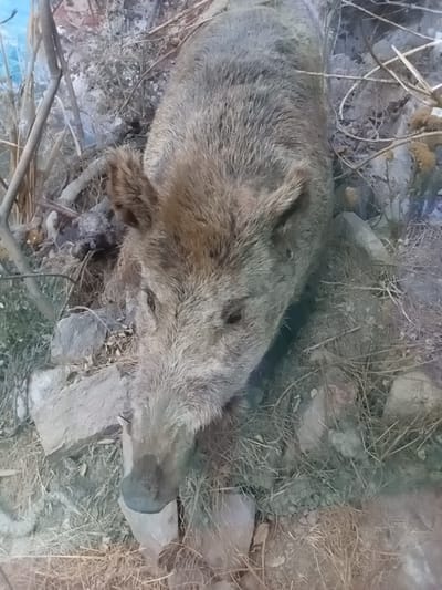 The image shows a close-up, top-down view of a dead wild boar lying on the ground. The boar is mostly obscured by dry grass, branches, and rocks, suggesting an outdoor, natural setting. Its fur is coarse and appears to be shades of brown and grey. The boar's snout is visible, resting on a light-colored rock. The scene is dimly lit, with no clear indication of the time of day. The presence of dry vegetation and rough terrain might suggest a rural or wilderness area. There is no visible text or information about an activity or event. The location context provided is Angren, Uzbekistan.