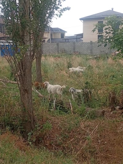 The image depicts an outdoor scene in Arashan, Kyrgyzstan. A group of goats are present in a grassy, overgrown area. In the foreground, a large tree trunk stands to the left, with branches extending upwards. To the right of the tree, several goats are visible, including a white goat standing on a fallen log and another goat with a gray head peeking out from behind bushes. In the background, two houses with dark roofs are situated behind a grey brick wall. Some greenery and trees are also visible. The overall environment suggests a rural or semi-rural setting.