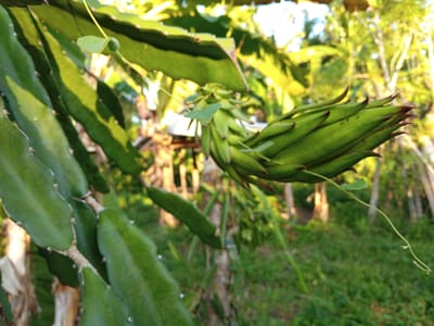 A close-up, low-angle, outdoor photograph captures the unripe fruit of a dragon fruit plant in Palohigeuh, Indonesia. The fruit, which is green with reddish-brown tips, hangs from a thick, green stem that is part of a larger vine. The stem is segmented and covered in small white thorns. The background is a blur of green foliage, tree trunks, and dappled sunlight, suggesting a natural, possibly agricultural, environment.