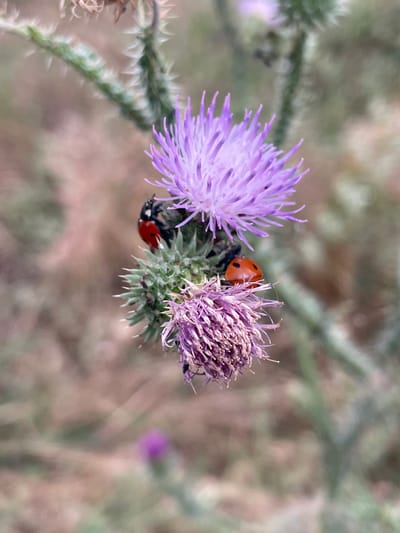 The image shows a close-up view of two thistles with purple flowers, one in full bloom and the other in a more dried state. On the thistles, three ladybugs are visible. One ladybug, red with black spots, is perched on the edge of the blooming thistle, facing towards the right. Another ladybug, also red with black spots, is positioned lower down on the thistles, upside down, with its legs tucked in. A third, less distinct ladybug appears to be near the second one. The background is softly blurred, showing muted green and brown tones, suggesting an outdoor, natural setting, possibly a field or meadow. The focus is sharp on the flowers and the ladybugs, highlighting their textures and colors. The lighting appears natural, indicating it could be daytime, with no specific time of day or weather conditions being overtly evident. The overall mood is one of natural observation, capturing a small moment in nature. No text is visible in the image. The location context is Cahul, Moldova.