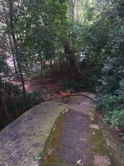 The image shows a small brown dog standing on a concrete platform in a forest in Baan Thong Nang, Thailand. The dog is wearing a collar and looking towards the left side of the frame. Behind the dog is a dense forest with green trees and foliage. To the right, steps descend, covered in moss and vegetation. The overall scene depicts a natural environment with constructed elements.