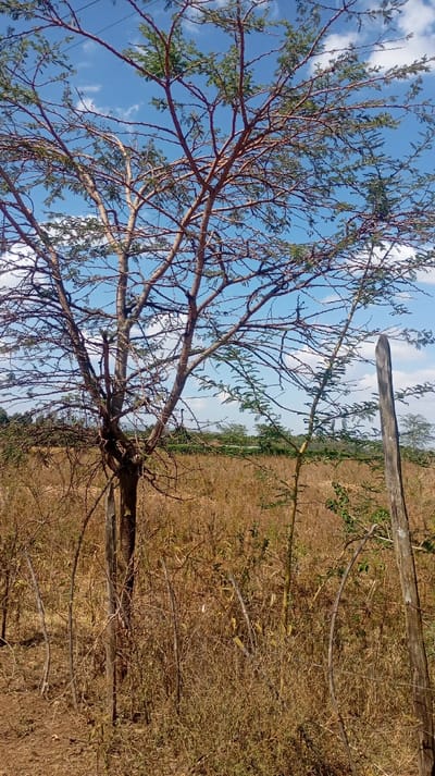 The scene depicts an outdoor rural environment in Mosop ward, Kenya, under a clear blue sky with scattered white cumulus clouds. A prominent multi-trunked deciduous tree, likely an acacia species, with sparsely distributed green leaves and numerous thorny brown branches, dominates the left and central midground. To the right of this tree, a younger, smaller tree with greener foliage is visible. A weathered, grey-brown wooden post stands vertically in the right foreground. The ground is covered by extensive dry, golden-brown grasses and sparse, withered vegetation, indicating arid conditions. Several thin, dark stick-like structures protrude from the ground in the foreground. In the distant background, a line of denser green vegetation or trees marks the horizon. No individuals, animals, or explicit actions are observed.
