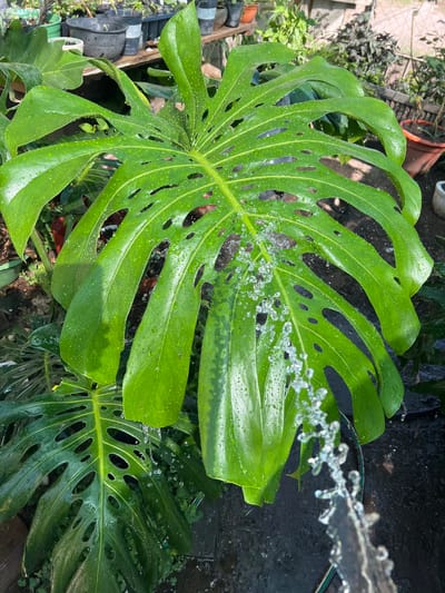 This media file presents a vibrant, overhead view of a large Monstera Deliciosa leaf being sprayed with water in an outdoor garden setting in Sumalao, Argentina. The prominent, bright green leaf, characterized by its distinctive fenestrations and splits, is covered in numerous sparkling water droplets, suggesting it is being actively rinsed or watered. A stream of water is clearly visible impacting the center of the leaf, creating a dynamic effect.
In the background, other green plants and several terracotta and plastic pots are partially visible, indicating a cultivated area or plant nursery. A darker, more mature Monstera leaf can also be seen below the main subject. The natural, bright lighting suggests it is daytime. The scene conveys a sense of refreshing plant care and natural vitality. There are no people visible, nor any discernible text in the image.