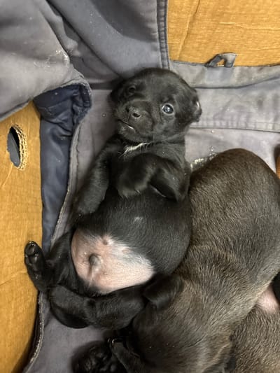 The image shows a close-up, overhead view of several young black puppies nestled together inside a cardboard box. The box is lined with a dark gray, padded fabric, which appears somewhat worn and dusty. To the left, a circular cutout is visible in the cardboard. One puppy is lying on its back, revealing its pink, hairless belly with visible nipples. Another puppy is snuggled behind it, with its dark fur visible. The puppies appear to be very young and are likely in a domestic setting, possibly a home or a temporary shelter. The image does not provide any information about the location in the city of Vladaya, Bulgaria.