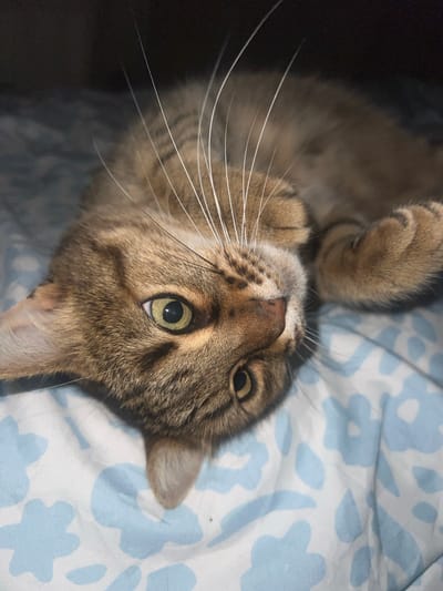 A tan and brown tabby cat lies on its back on a white sheet with light blue floral patterns. The cat's head is tilted towards the camera, with its right paw raised. It has green eyes and long white whiskers. The background is dark.