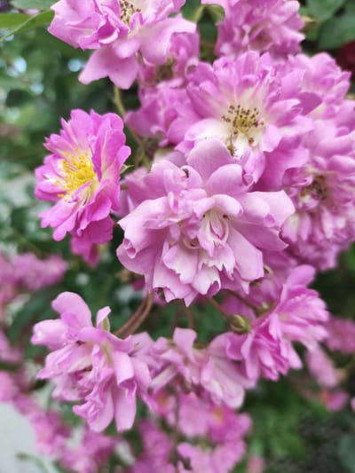 This image presents a detailed close-up of a cluster of vibrant pink flowers, located in the city of Prigorodnyi, Russia. The flowers feature numerous delicate petals, with some exhibiting lighter pink or nearly white centers. Several blooms, particularly in the upper-left and central areas, are fully open, showcasing bright yellow stamens tipped with dark anthers. The background is heavily blurred, displaying diffuse green foliage and subtle lighter areas, characteristic of a bokeh effect. No people or artificial objects are discernibly present within the natural outdoor setting.