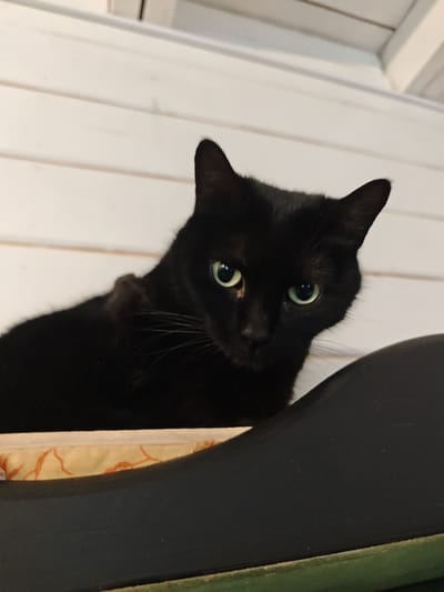 A close-up shot focuses on a black cat with vibrant green eyes. The cat appears to be resting on or peeking over a dark-colored surface, possibly a piece of furniture. The cat is primarily black with subtle details on its whiskers. The background consists of horizontal white planks, suggesting an interior wall. There is a beige cloth or cushion underneath the cat. The photograph doesn't reveal any discernible information about the location in the city of Свистуха (кузяевский С/о), Russia.