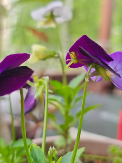 The image is a close-up, macro photograph of a small, lime-green spider on a purple pansy flower. The spider is positioned on the underside of a petal, its body and legs clearly visible. The flower's petals are a vibrant purple with darker veins. The background is blurred, showing other pansy flowers in various colors, including white and yellow, as well as green foliage and the indistinct outlines of planters. The shallow depth of field focuses attention on the spider and the flower it inhabits. The lighting suggests it is daytime, with soft, diffused light, possibly indicating an overcast sky or a shaded area. The setting appears to be a garden or a balcony where potted flowers are kept. There is no visible text in the image. The overall mood is one of delicate natural beauty and a moment captured in the life of a small creature.