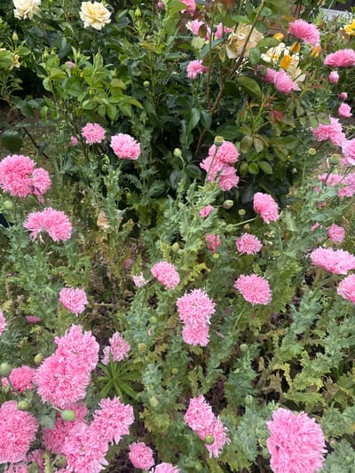 This vertical, high-angle photograph, taken in Wattrelos, France, depicts a dense garden bed primarily showcasing numerous pink Peony Poppies (Papaver somniferum) and several cream to pale yellow roses. In the foreground and extending into the midground, multiple clusters of fully bloomed pink poppies are visible, characterized by their dense, ruffled, double petals forming a frilly, pom-pom-like appearance. These poppies are supported by thick green stems, and their distinctive glaucous green leaves, which are deeply lobed and serrated, are prominent throughout. Numerous green poppy seed pods and developing buds are also interspersed among the poppy foliage. In the upper and central sections of the image, dark green rose bushes with ovate leaves are present, bearing several cream to pale yellow roses in various stages of bloom, along with tightly closed rosebuds. The ground beneath the plants is largely obscured by the dense growth. No individuals or animals are present in the scene.