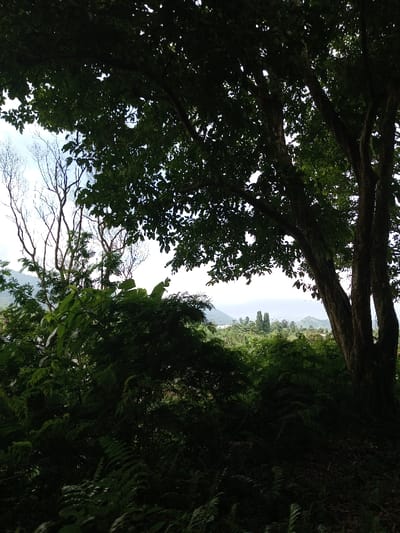 The image depicts a panoramic view of a densely vegetated, hilly landscape in Kandenuwara, Sri Lanka, observed under an overcast sky. The foreground and midground are dominated by dark green foliage and trees, heavily silhouetted due to backlighting. A large, multi-trunked tree with a dense canopy of dark leaves occupies the right side of the frame, extending from the bottom to the top. To the left of this tree, several lighter-colored, bare tree branches are visible against the sky, indicating deciduous or dead trees. The lower half of the image consists of a thick undergrowth of various green plants, including ferns and broad-leafed bushes. Beyond the immediate vegetation, a expansive vista opens, revealing undulating hills and valleys covered in lush greenery. In the mid-distance, two tall, slender, dark trees stand prominently. The horizon features distant mountains or hills rendered in muted green and blue tones. A pale body of water, possibly a lake or reservoir, is visible in the far distance towards the right side of the background. No people, discernible man-made objects, actions, or interactions are visible within the scene.