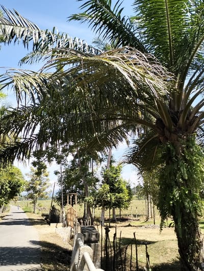 A rural scene under a bright blue sky. Palm trees dominate the foreground. A paved road stretches into the distance past a wooden fence, leading the eye to a field dotted with various trees. A person on a moped is visible on the road, heading towards the horizon. The landscape exhibits a mix of natural and man-made elements.