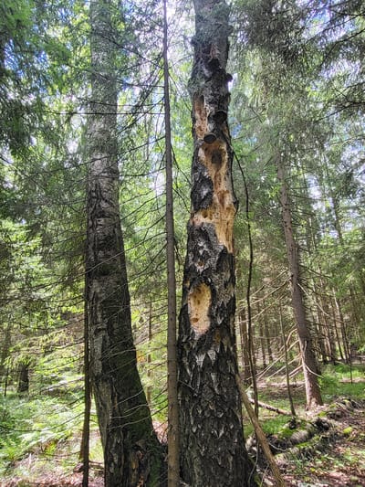 In a dense forest, two trees stand close together. The tree on the left has a textured, light-colored bark with dark vertical stripes. The tree on the right is heavily damaged, with large portions of its bark missing, revealing lighter wood beneath. Several dark, circular growths, possibly fungi, are visible on the damaged tree. The surrounding environment is filled with more trees, their branches creating a canopy overhead, and a carpet of green vegetation on the forest floor. Sunlight filters through the leaves, creating dappled light. The scene depicts a natural forest environment, likely outside of a densely populated area.