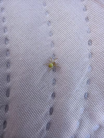 A small, light green spider is positioned on a light-colored, textured fabric. The fabric appears to be woven with a grid pattern, and there are several small, oval-shaped darker markings scattered across its surface. The spider is in focus and is the central subject of the image, with its legs extended. The background is the fabric itself, providing no additional environmental context. No people or other animals are present in the image. The location in the city of Saulkalne, Latvia, is not discernible from the visual information provided.