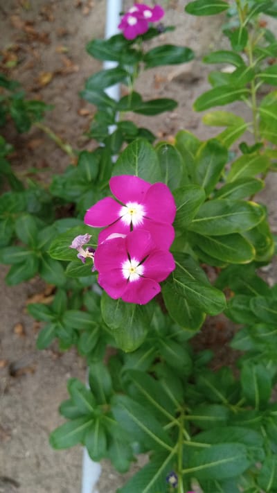 Two bright pink flowers with white centers are in focus in the foreground of this medium-shot image. The flowers are on a plant with several green leaves. The background is out of focus and appears to be sandy ground with some dried leaves. The image was taken in a garden area in the city of Citraland, Surabaya, Indonesia.