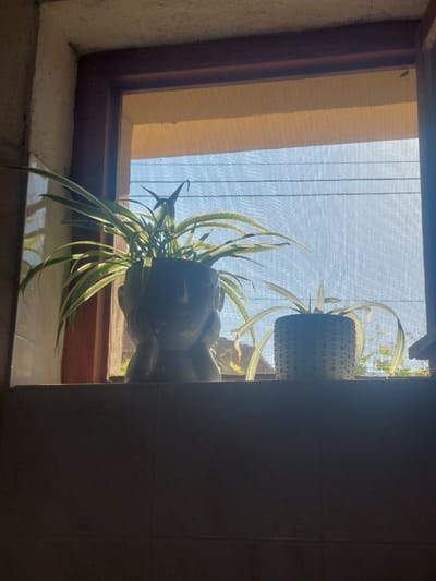 This media file captures a still life scene through a window, likely in Markovo, Bulgaria. The primary subjects are two potted plants, specifically spider plants, positioned in the window frame. One plant is in a dark, textured pot and hangs from above, its long, striped leaves cascading downwards. Another plant, in a light-colored, sculpted pot that resembles a face, is also visible, its leaves overlapping with the hanging plant.

The setting is an interior space looking outwards. The window itself has a wooden frame and is covered with a fine mesh screen. Outside, the sky is a clear, bright blue, suggesting daytime. Sunlight streams through the screen, casting a warm glow on the scene and creating dappled light patterns. The texture of the window sill and the wall outside the window are also visible, with the wall appearing rough and textured. A dark, tiled surface is visible on the right side of the frame, suggesting a bathroom or kitchen setting.

No activity or event is taking place, it is a static composition. Notable details include the bright daylight, the clear sky, and the focus on the plants. The overall mood is serene and natural, with the sunlight adding a touch of warmth. There is no visible text in the image.