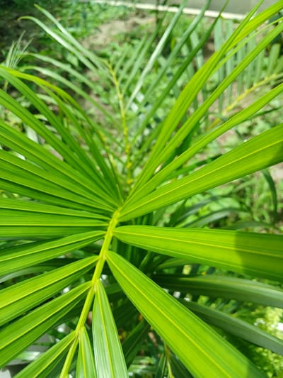 An extreme close-up shot focuses on a bright green palm frond, with its long, slender leaflets fanning out from a central stem. The frond occupies the majority of the frame, its texture and the subtle yellow-green veins prominent. In the background, out of focus, are other green leaves and glimpses of what appears to be the ground, suggesting an outdoor environment. The lighting suggests a sunny day. The location is identified as Julicotmeurak, Indonesia.