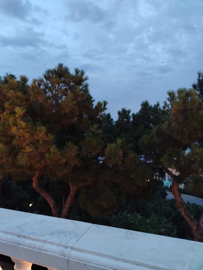 A medium shot shows a tree-lined balcony railing in Sabail Raion, Azerbaijan, under a cloudy, twilight sky. The railing is made of white marble and has a decorative, curved top edge. In front of the railing, pine trees with textured, brown trunks and dense green needles are visible. Some of the needles on the foreground trees are illuminated by a warm, golden light. Behind the pine trees, a denser forest of darker green foliage can be seen. In the distance, hints of buildings and a road are visible, suggesting an urban or semi-urban setting. The overall atmosphere is serene and twilight, with a sense of natural beauty contrasting with the implied urban landscape.