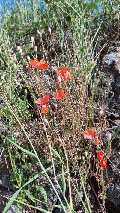 The image displays a close-up, eye-level view of several red poppies and their seed pods, interspersed with tall green grass and dry, brown stems. The poppies are a vibrant red with delicate, crinkled petals. Some of the poppy seed pods are round and light-colored, while others are darker and dried. The surrounding vegetation is dense, with a mix of lush green blades of grass and thin, brittle stems. In the background, a large, dark, textured rock is visible, suggesting a natural, possibly rocky terrain. The lighting indicates a sunny day, with shadows cast by the plants onto the rock. The scene appears to be an outdoor, natural environment, possibly a meadow or a roadside verge, in Sant Joan les Fonts, Spain. There are no people or animals visible in the image.