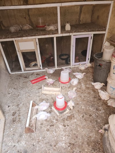 The image shows a small-scale poultry operation, likely within a domestic setting, situated indoors in Gama, Nigeria. The scene consists of a cluster of approximately 20-25 white-feathered chicks, likely broiler chickens, moving around a concrete floor covered in bird droppings. The birds are centered around two plastic water dispensers, one red feeder, and one long wooden feeder. A wire-mesh cage structure with several compartments is to the left and in the background, appearing to contain a few chickens. The environment is utilitarian and shows signs of intensive poultry rearing practices, using available space and materials. Buckets and containers are positioned above the chickens, suggestive of storage and possibly a water source. The scene is illuminated by natural light.