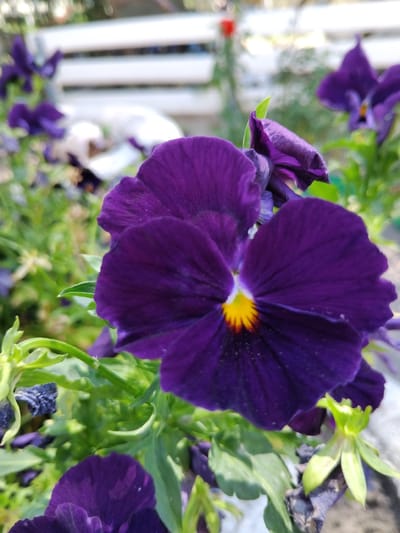 This is a close-up, outdoor, eye-level shot of several deep purple pansies. The main flower, in sharp focus, is in the foreground and takes up a significant portion of the frame. Its petals are a rich, velvety purple with a bright yellow center that has dark purple streaks radiating outwards. The flower is surrounded by green foliage and stems, some of which are also bearing smaller, less developed pansy buds or flowers. In the background, there are other purple pansies that are out of focus, as well as a white structure that appears to be a bench or railing, and some blurred greenery. The lighting suggests it is daytime, with sunlight illuminating the flowers. The location is noted as Bila Krynytsia, Ukraine, though no specific urban features beyond the flowers and bench are visible.