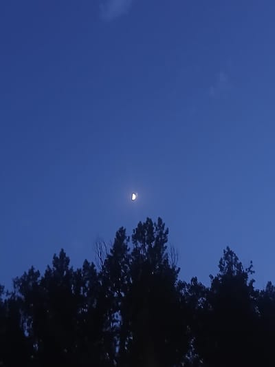 The image captures a nighttime sky over the city of Navaluenga, Spain. A crescent moon is visible in the upper center of the frame, partially illuminated against a deep blue sky. Silhouetted against the sky are the tops of several trees, their branches forming an irregular, dark line across the lower third of the image. Faint clouds are present in the upper portion of the sky. There are no people or discernible man-made structures in this particular frame.