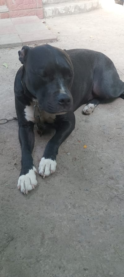A black dog with white markings on its chest and paws is lying on a concrete surface. The dog is wearing a chain collar. In the background, there are some steps and a brick wall. The environment appears to be outdoors, possibly in a yard or alleyway. The image is taken from a slightly elevated angle, looking down at the dog. The lighting suggests it is daytime, with some shadows present. There is no indication of the specific location within the city of Koviahy, Ukraine, as no landmarks or identifying features are visible.