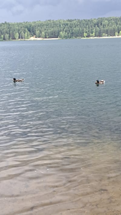 The image depicts a serene natural scene at the Lytkarino quarry, Russia. The foreground is dominated by clear water with visible sandy bottom, leading to a tranquil lake. In the mid-ground, two ducks are seen swimming gracefully on the water's surface. The background is a lush, green forest with a backdrop of a slightly overcast sky. The overall impression is one of peace and natural beauty.