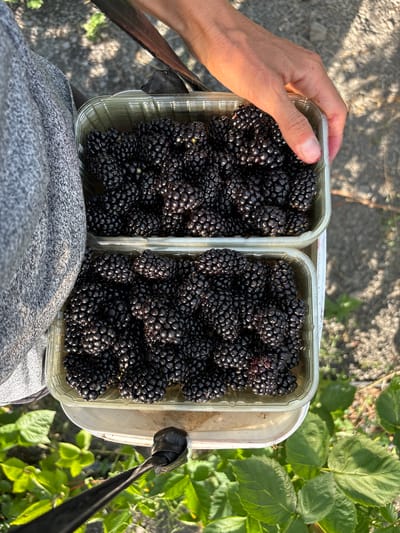 The image shows a person holding two clear plastic containers filled with ripe blackberries. The containers are positioned side-by-side, with one held in the person's hand. The blackberries are dark, plump, and appear freshly picked. In the background, green foliage suggests an outdoor setting, possibly a garden or field where the berries were harvested. The lighting indicates it is daytime, with sunlight casting shadows and highlighting the textures of the berries and the ground. The overall scene conveys a sense of abundance and a successful harvest. There is no visible text in the image. The location context is Zaprudnoe, Ukraine.