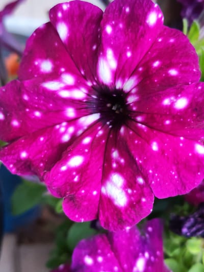 A close-up, vertical shot captures a vibrant pink petunia flower with white speckles. The flower's petals are broad and spread open, revealing a dark center. The speckles vary in size, with some appearing as large splotches and others as tiny dots, giving the flower a starry appearance. The background is softly blurred, with hints of green foliage and other purple flowers, suggesting an outdoor garden setting. The lighting highlights the texture and color of the petals. There is no discernible location in the city of Pervomaysky, Russia, or any people present in the image.