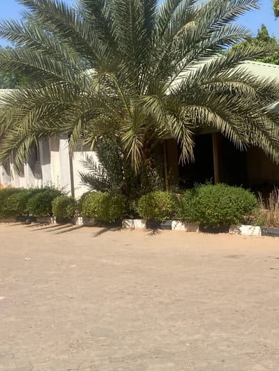The image depicts an outdoor environment in Birnin Kebbi, Nigeria, under direct, overhead sunlight. The foreground consists of a light-toned, possibly interlocking paver surface, exhibiting minor dust and scattered particulate matter.
A linear planter box or raised curb, featuring alternating black and white painted stripes, delineates the midground. Within this, a row of approximately ten spherical green bushes, evenly spaced and manicured, are cultivated. Dominating the central midground is a mature date palm tree (Phoenix dactylifera), characterized by a thick brown trunk and a dense canopy of dark green fronds extending outwards. Smaller, younger palm fronds are visible at the base of the main trunk.
In the background, two structures are partially visible. To the left, a multi-storied building with a light grey or white facade presents vertical architectural columns or pilasters. A dark rectangular opening, possibly a window, is discernible on its left side. To the right, partially obscured by the palm foliage, is a building featuring a gently sloping light-green corrugated roof and a deep, shadowed entranceway at ground level.
Strong, distinct shadows cast by the palm tree and bushes are projected onto the paved surface. The sky at the top of the frame is clear blue. No human figures or discernible activities are present.