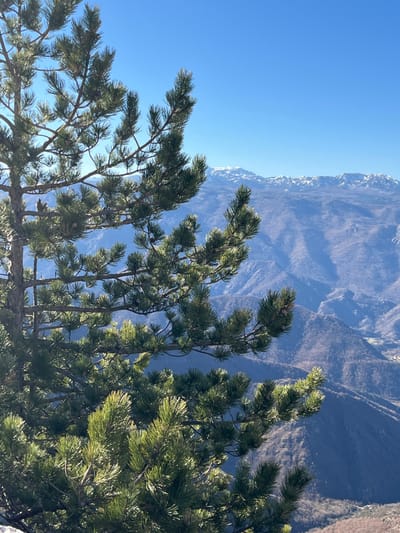 The scene captures a mountainous landscape in Klobuk, Bosnia and Herzegovina, under a clear, bright blue sky. A coniferous tree, likely a pine, occupies the left and central foreground, displaying numerous branches dense with green needles and scattered small pinecones. The tree's foliage is illuminated by direct sunlight. In the background, a series of receding mountains and valleys are visible, covered with sparse, muted vegetation. The uppermost peaks of the distant mountain range are distinctly capped with snow. No human subjects, animals, or explicit actions are present within the frame.
