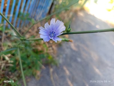 A close-up shot of a single, delicate light blue chicory flower is the focal point of this image. The flower is in full bloom, with its petals fanning outwards, revealing a detailed center. It is positioned on a green stem, with a small, unopened bud to its right. The background is a blur of earthy tones and green foliage, suggesting an outdoor setting. A section of a blue fence is visible in the upper left corner, providing a pop of contrasting color. The ground is a rough, grey surface, possibly a path or road, with dappled sunlight creating patterns of light and shadow. The bottom left corner of the image displays the text "REDMI 13", indicating the device used to capture the photograph. The bottom right corner shows the date and time "25.06.2026 08:16", providing a temporal context for the image. The scene is devoid of any human presence or activity. The setting appears to be an urban or suburban environment in Belovodskoe, Kyrgyzstan, given the fence and paved ground.
