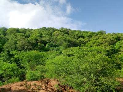 The image shows a dense, green forest covering a hillside in Kalitini Centre, Kenya. The vegetation appears lush and varies in height, forming a textured canopy. In the foreground, there is exposed reddish-brown soil. Above the forest, the sky is partially covered by clouds, with patches of blue visible. There are no visible people or interactions in the scene.