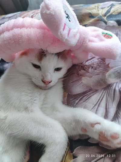 A white cat with orange markings on its head and ears is lying down, wearing a pink fuzzy headband with bunny ears. The cat's eyes are partially closed, and it appears to be relaxed or sleepy. The headband has embroidered details of a rabbit face and a small carrot. The cat is resting on a patterned fabric, likely a blanket or bedding, with floral motifs. The lighting suggests it is daytime. A timestamp in the lower right corner reads "22.06.2026 12:31". The overall scene is domestic and conveys a sense of comfort and playfulness.