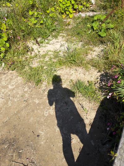 The image depicts a ground-level view of a sandy area with sparse vegetation and a prominent shadow of a person casting diagonally across the scene. The vegetation consists of green grass and some leafy plants, with a few small pink and white flowers visible in the upper left and right portions of the image. The ground is a mixture of sand and dirt, with some dry grass and twigs scattered about. The shadow of a person, likely holding a camera or phone, is cast from the upper left to the lower right of the frame. The lighting suggests it is daytime, with the sun positioned to the left of the frame, creating the strong shadow. There is no indication of the city of Jalguba, Russia, or any specific urban environment in the image.