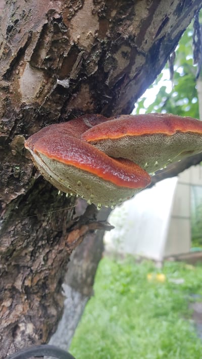 A bracket fungus, characterized by its reddish-brown, velvety edge and light green underside, is growing on the textured bark of a tree branch. Numerous small droplets of water are visible on the underside of the fungus, suggesting recent rain or dew. The branch itself is rough and weathered, with areas of lighter and darker bark. In the background, out of focus, is lush green foliage and a blurred pathway or ground. The scene appears to be outdoors, likely in a natural setting with vegetation. There is no visible text in the image. The overall impression is one of nature's growth and the effects of moisture on organic surfaces.