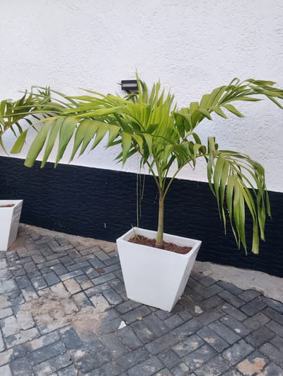 In Moba, Nigeria, a potted palm tree stands on a paved walkway in front of a textured white wall. The palm tree is in a square white planter filled with soil. The wall behind the plant is painted white and textured, with a black horizontal band running across the lower portion. The walkway is made of dark gray interlocking pavers, some of which are stained with dirt and debris. To the left and right of the central planter, parts of other similar white planters are visible, suggesting a decorative arrangement. A small dark object, possibly a light fixture or electrical box, is mounted on the wall above and to the right of the palm tree. The lighting indicates it is daytime.