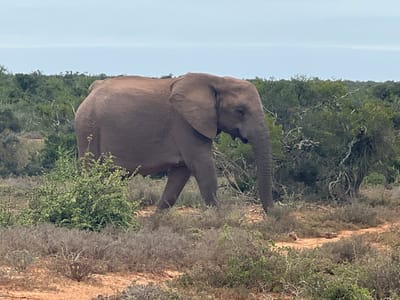 An African elephant is depicted walking from left to right across a natural, arid-to-semi-arid landscape within the Sundays River Valley Local Municipality, South Africa. The elephant, light brownish-grey in color, has its head slightly lowered and its trunk curved downwards, seemingly foraging or moving deliberately. The foreground and midground consist of reddish-brown soil interspersed with low, sparse green and brown scrub vegetation. Denser green bushveld and tree foliage form a continuous line in the background, beneath a light blue-grey, overcast sky. No other individuals or man-made objects are visible.